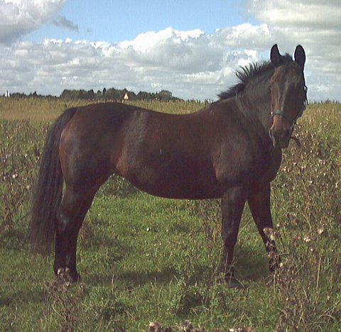 Linka