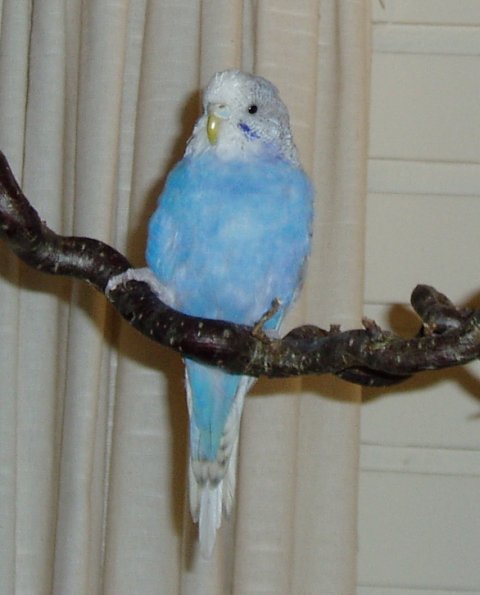 Flakse