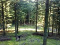 Tranum skov