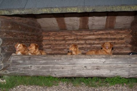 hundene i shelter