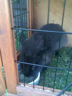 Simba spiser :P