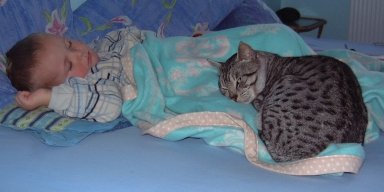 Sovedyr of All Times - Ocicat