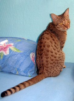 chokolade spottet ocicat of all times