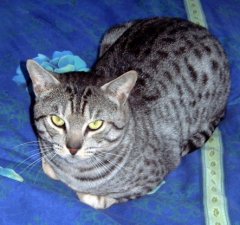 Ocicat of All Times