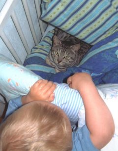 Puttedyr of All Times - Ocicat