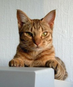 ocicatte sk�nhed of all times