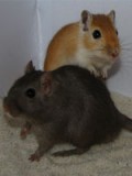 Basmy og Orin