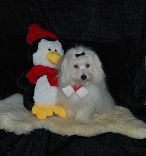 coton jul