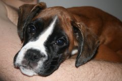 Baby Mille 9 uger