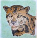 tr leopard