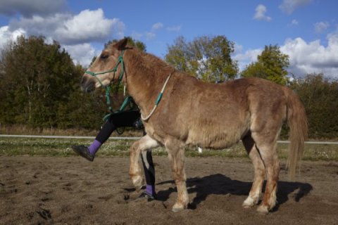 Spanske skridt Trixtan går spanske skridt ;)