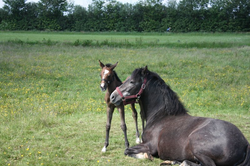 Princess (4 dage gammel) og mor Hope