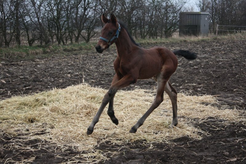 L'nuit 4 dage gammel