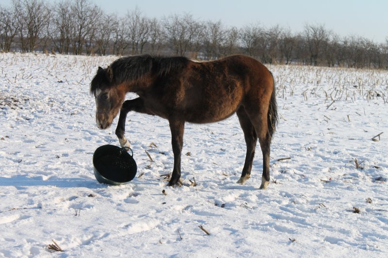 Princess Nuller har fundet en spand ...