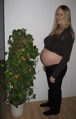 Gravid uge 33