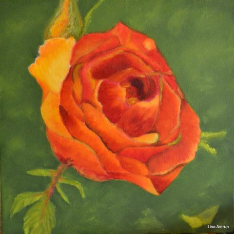 orange rose