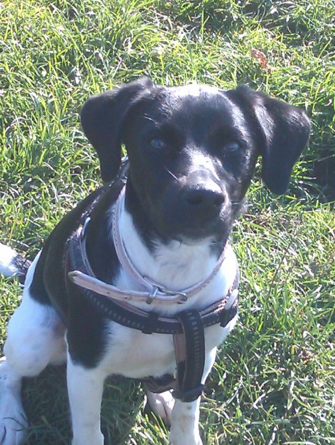 Plet ( Dansk/svensk gårdhundblanding) 1,5 år 