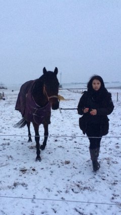 Min engelsk fuldblod, ducanoc dane. P&aring; 5 &aring;r og 167 stg. 