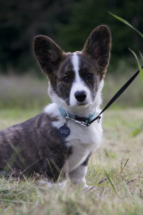 Familiehunden torsdage oktober