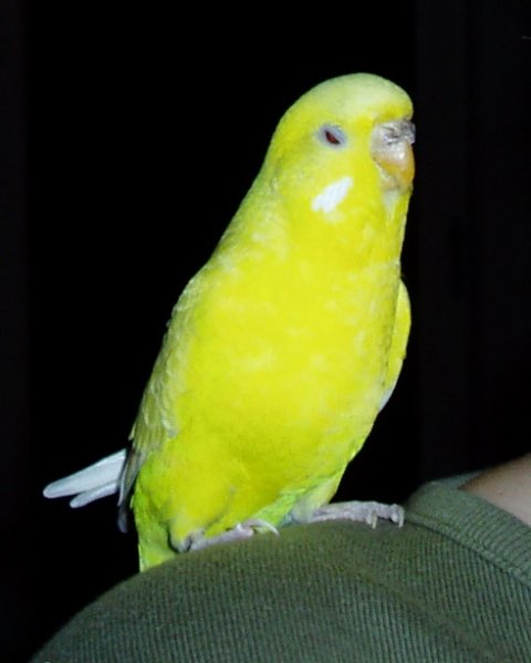 Pippi