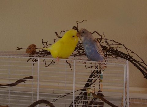 Pippi og Flakse