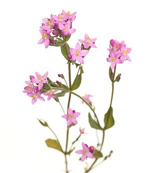 Centaury / Tusindgylden Centaury / Tusindgylden
