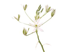 Star of Bethlehem / Fuglemælk Star of Bethlehem / Fuglemælk