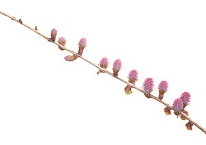 Larch / Lærk Larch / Lærk