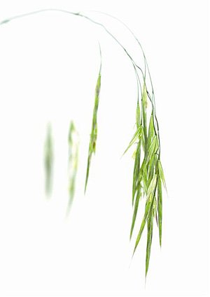 Wild Oat /Skovhejre Wild Oat /Skovhejre