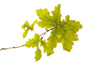 Oak / Eg Oak / Eg