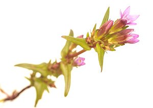 Gentian / Ensian Gentian / Ensian