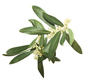 Olive / Oliventræ Olive / Oliventræ