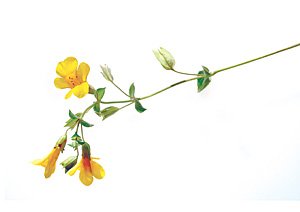 Mimulus / Abeblomst Mimulus / Abeblomst