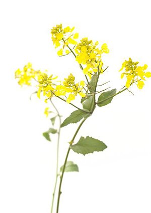 Mustard / Agersennep Mustard / Agersennep