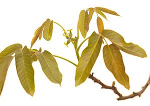 Walnut / Valnød Walnut / Valnød