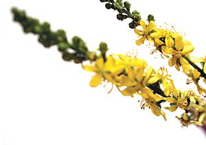 Agrimony / Agermåne Agrimony / Agermåne