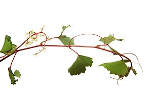 Vine / Vinranke Vine / Vinranke