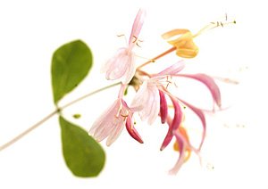 Honeysuckle / Kaprifolie Honeysuckle / Kaprifolie
