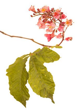 Red Chestnut / Rød Hestekastanie Red Chestnut / Rød Hestekastanie