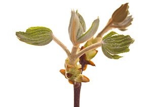Chestnut Bud / Kastanieknop Chestnut Bud / Kastanieknop