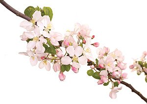 Crab Apple / Sødæble Crab Apple / Sødæble
