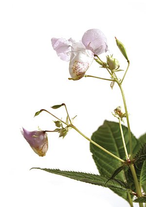 Impatiens / Balsamin Impatiens / Balsamin
