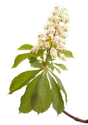 White Chestnut / Hestekastanje White Chestnut / Hestekastanje