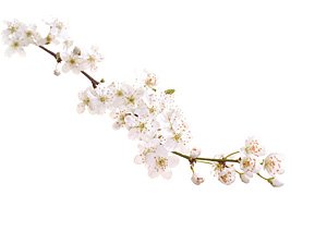 Cherry Plum / Kirsebærblomme Cherry Plum / Kirsebærblomme
