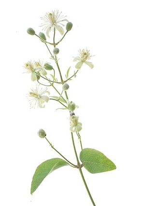Clematis / Klematis Clematis / Klematis