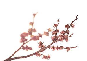 Elm / Elm Elm / Elm