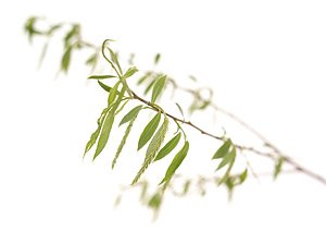Willow / Guldpil Willow / Guldpil