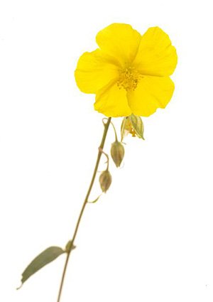 Rock Rose / Soløje Rock Rose / Soløje