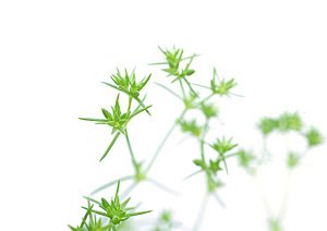 Scleranthus / Knavel Scleranthus / Knavel