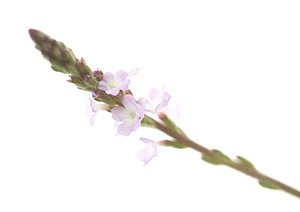 Vervain / Jernurt Vervain / Jernurt